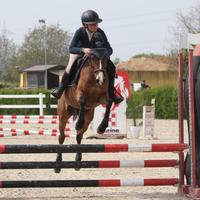 Giovane pony da salto