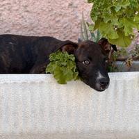 Freya - cucciola simil pitbull