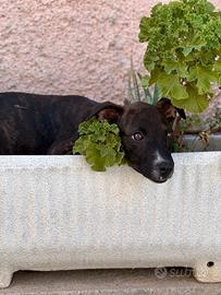 Freya - cucciola simil pitbull