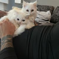 Gattini persiani normotipi