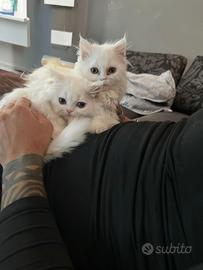 Gattini persiani normotipi