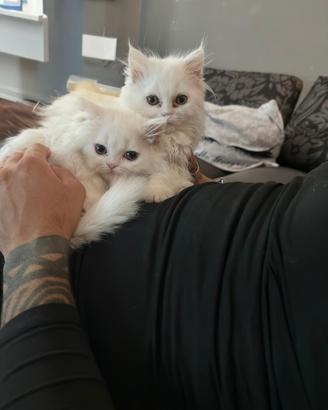 Gattini persiani normotipi