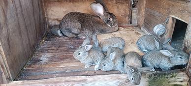 Conigli di razza Gigante