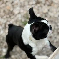 Boston Terrier Femmina