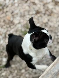 Boston Terrier Femmina