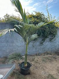 Palme archontophoenix