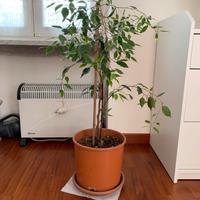 Beniamino altezza 75 in vaso da 24.