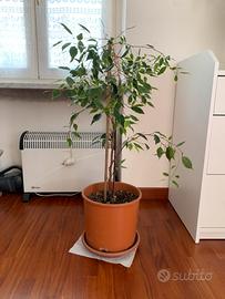 Beniamino altezza 75 in vaso da 24.