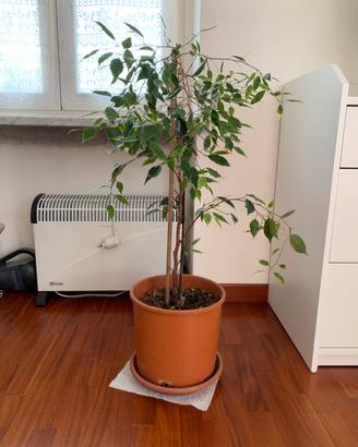 Beniamino altezza 75 in vaso da 24.