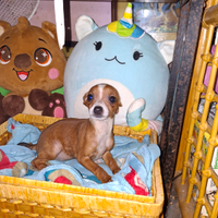 Incrocio tra pincher e chihuahua toy