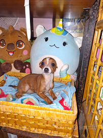Incrocio tra pincher e chihuahua toy