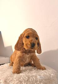 Cocker spaniel