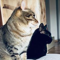 OSS assistenza anziani e disabili