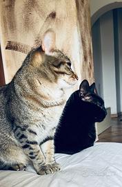 OSS assistenza anziani e disabili