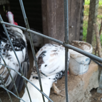 Tacchino ermellinato