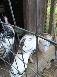 Tacchino ermellinato