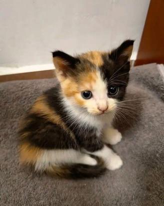 Femmine incrocio siberiano 60 gg