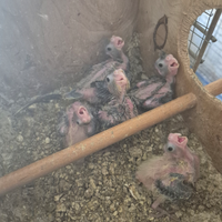 Calopsite da imbecco