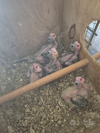 Calopsite da imbecco