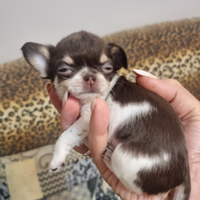 Top chihuahua