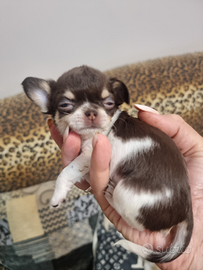 Top chihuahua