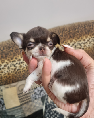 Top chihuahua