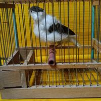 Canarine arriciati del nord