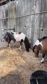 Pony