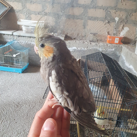 Calopsite allevate a mano