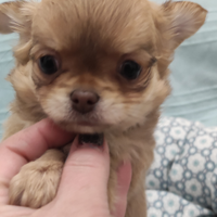 Cucciola di chihuahua a pelo lungo