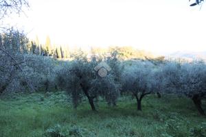 TER. AGRICOLO A MONTOPOLI DI SABINA