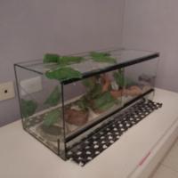 Terraio in vetro per rettili 70x30x30cm