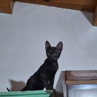 Frida gattina 4 mesi