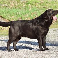 Labrador biondi e neri del Fior d'Acqua