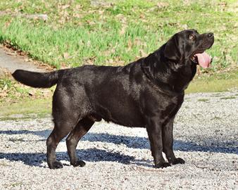 Labrador biondi e neri del Fior d'Acqua