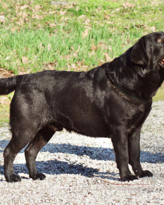 Labrador biondi e neri del Fior d'Acqua
