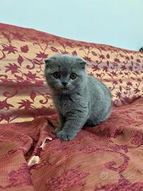 Gatti Scottish