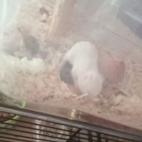 8 criceti di due settimane di pura razza