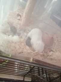 8 criceti di due settimane di pura razza