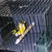 IBRIDO di cardellino Turci x CANARINA Spagnola