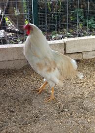 Gallo di razza Auracana