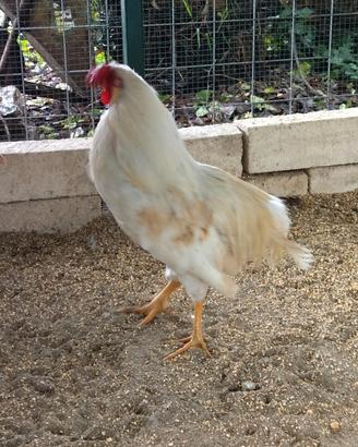 Gallo di razza Auracana