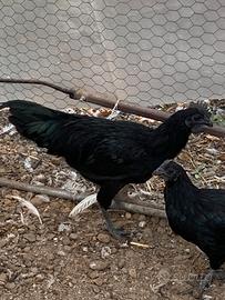 Cemani