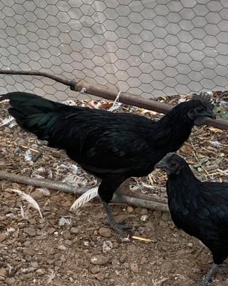 Cemani