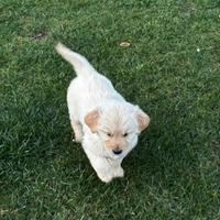 Golden Retriever cuccioli