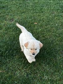 Golden Retriever cuccioli
