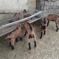 Capretti camosciata delle alpi