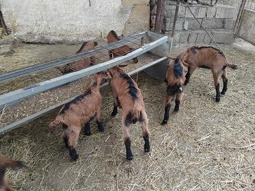 Capretti camosciata delle alpi