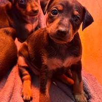 Cuccioli Pinscher Nano con Pedigree ?