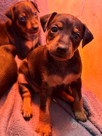 Cuccioli Pinscher Nano con Pedigree ?